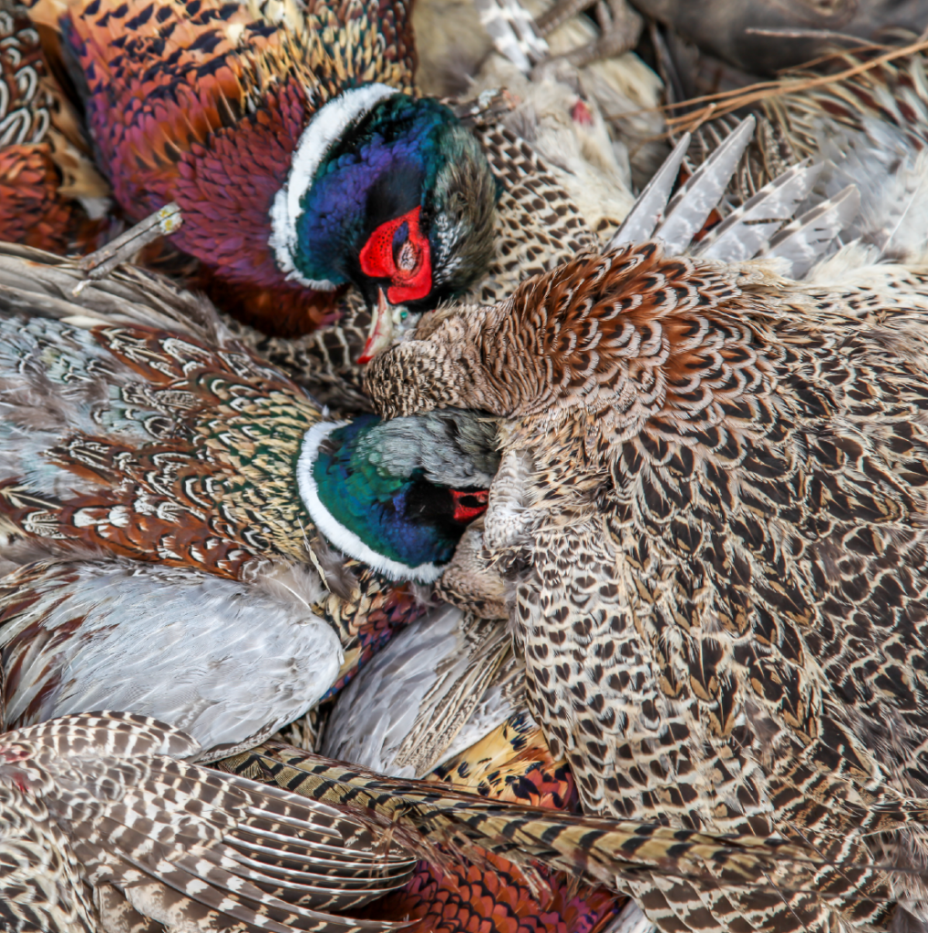 Pheasant Hunting Experience Northwest Arkansas